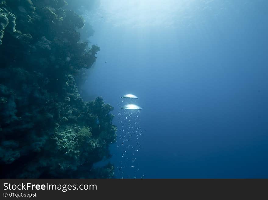 Ocean, sun and bubbles taken in the red sea.