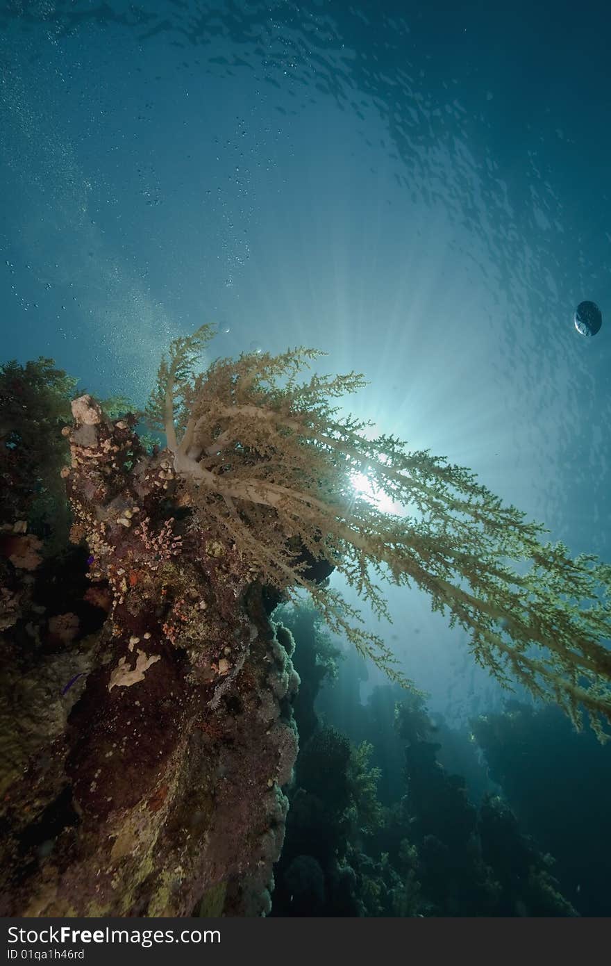 Ocean, sun and soft coral taken in the red sea.