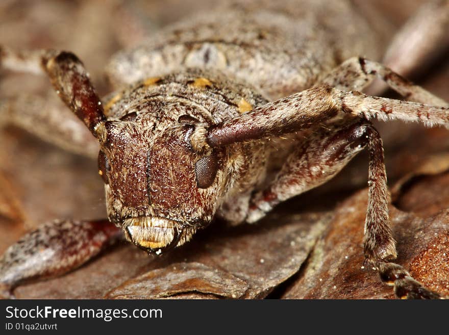 Lonhorn beeetle (Acanthocinus aedilis) closeup. Lonhorn beeetle (Acanthocinus aedilis) closeup