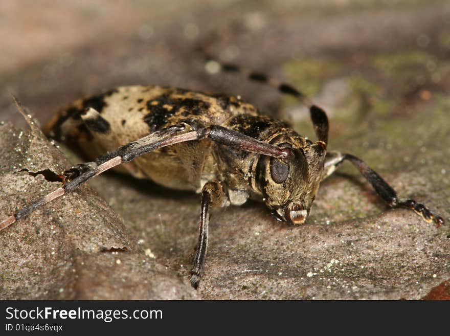 Cerambycid beetle (Leiopus nebulosus) on a pine trunk. Cerambycid beetle (Leiopus nebulosus) on a pine trunk