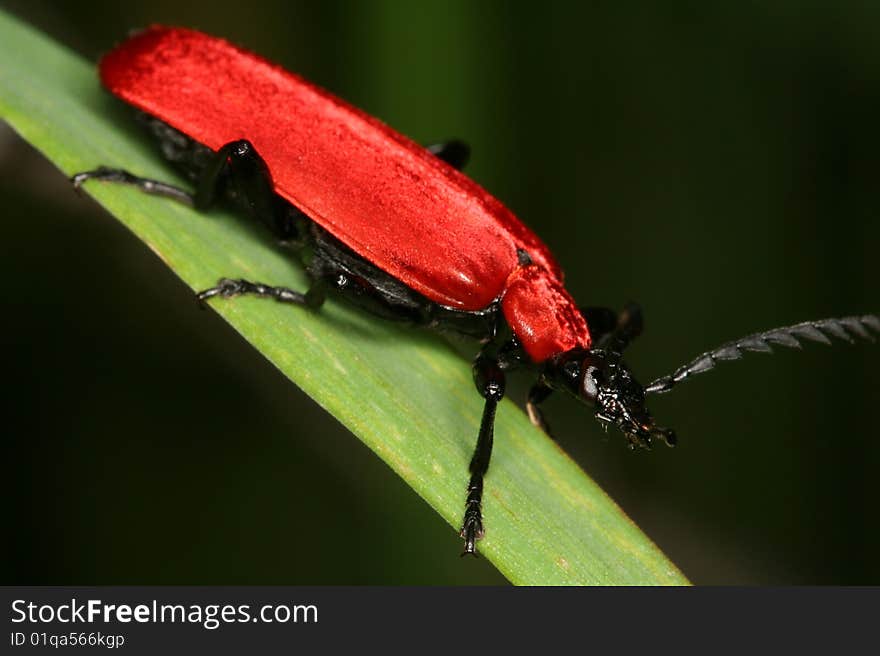 Cardinal Beetle