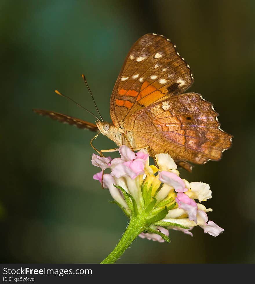 Beautiful Tropical Butterfly on top of a flower. Beautiful Tropical Butterfly on top of a flower