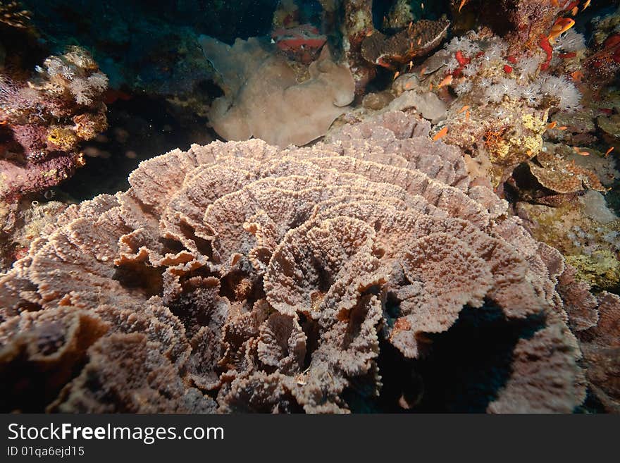 Elephant ear coral