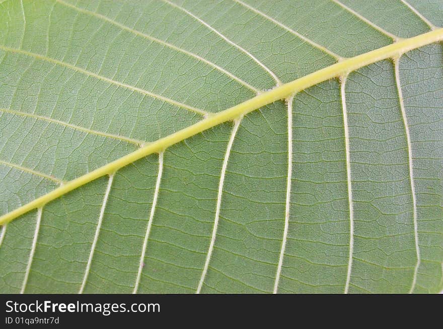 Arboreal green leaf on a white background