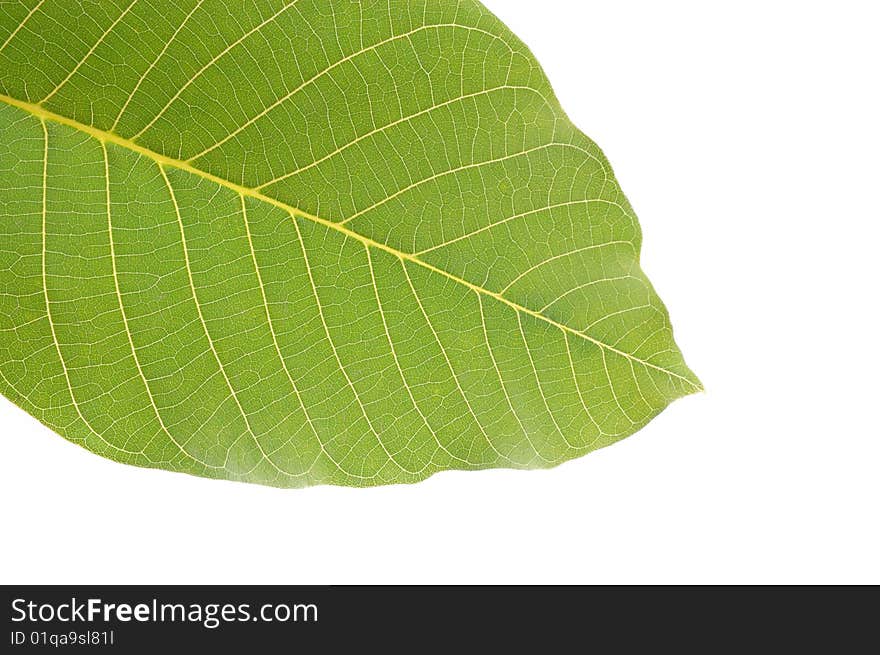 Arboreal green leaf on a white background