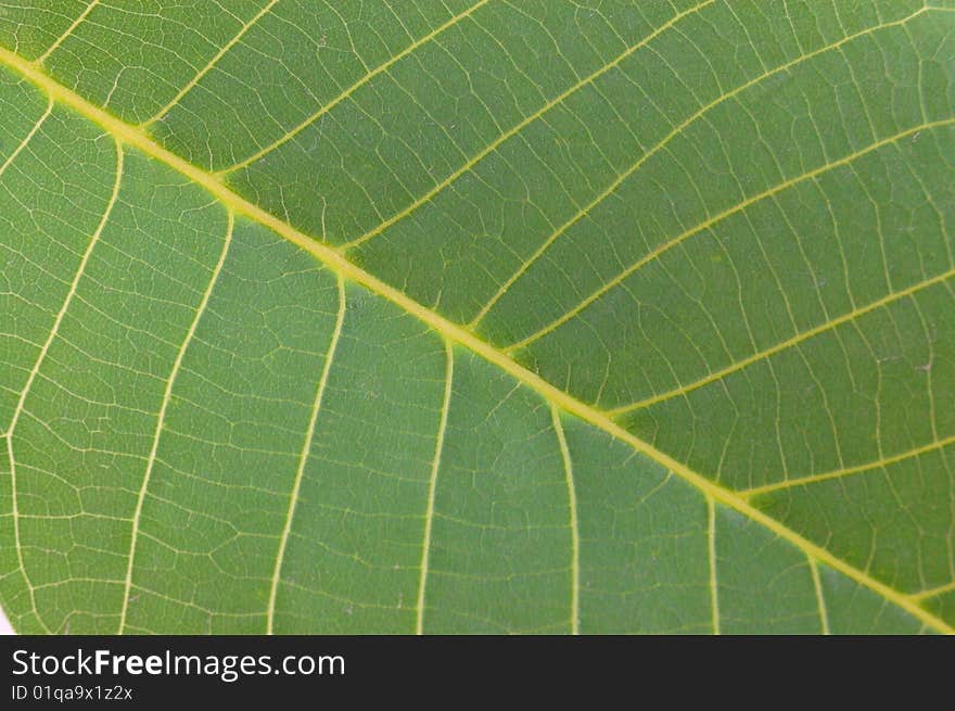 Arboreal green leaf on a white background