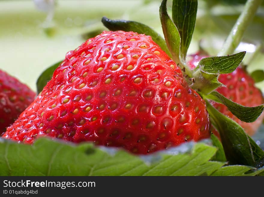 Close-up of ripe strawberries and flowers on green leafs. Close-up of ripe strawberries and flowers on green leafs