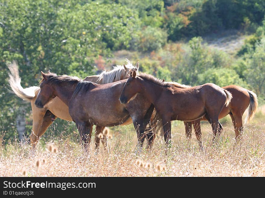 Free horses herd resting in the dry grass. Free horses herd resting in the dry grass