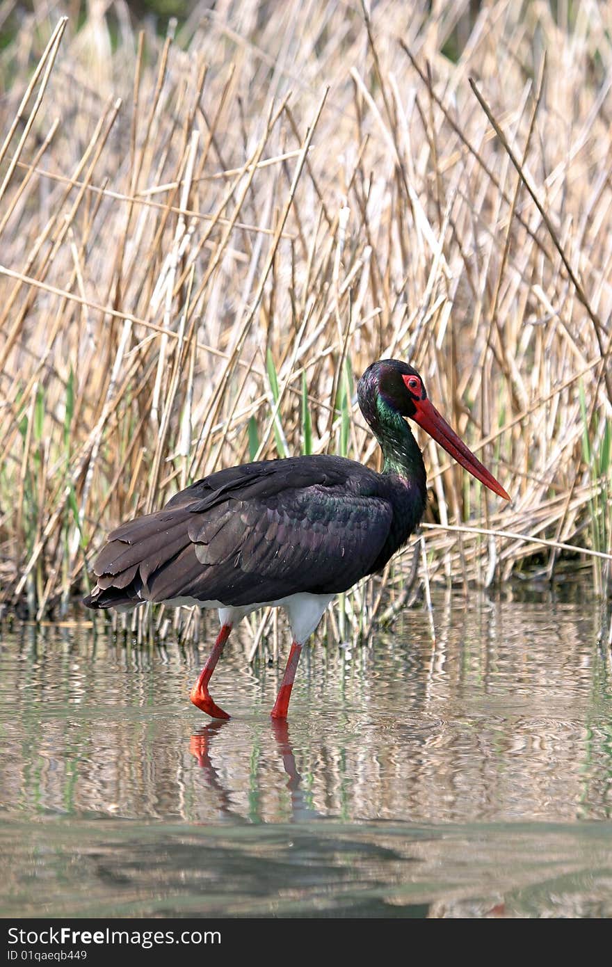 Black Stork, Ciconia nigra