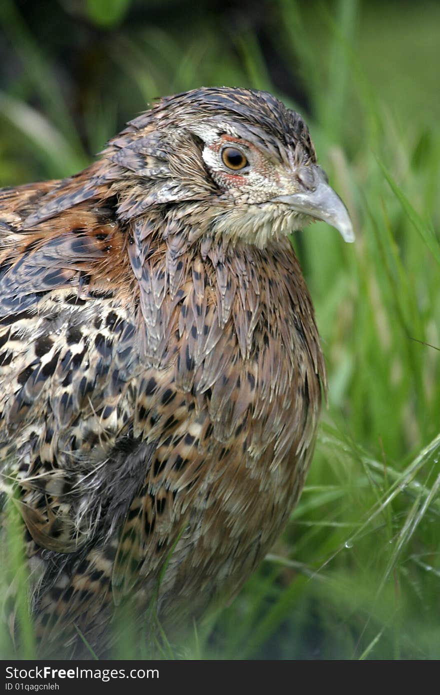 Female Pheasants, Phasianus colchicus