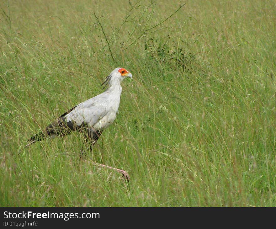 Secretary Bird