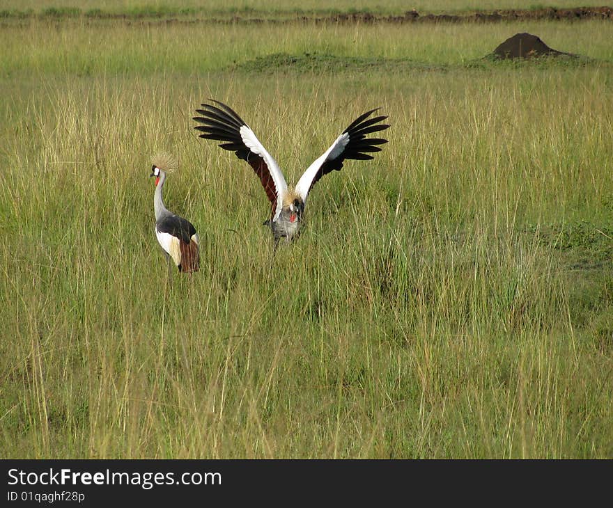 East African Crowned Crane