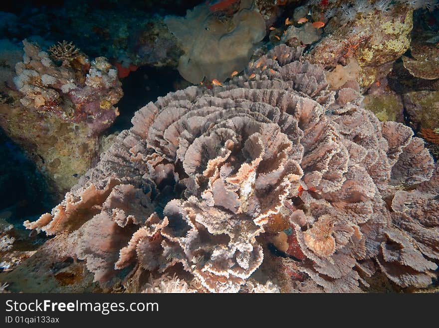 Elephant ear coral