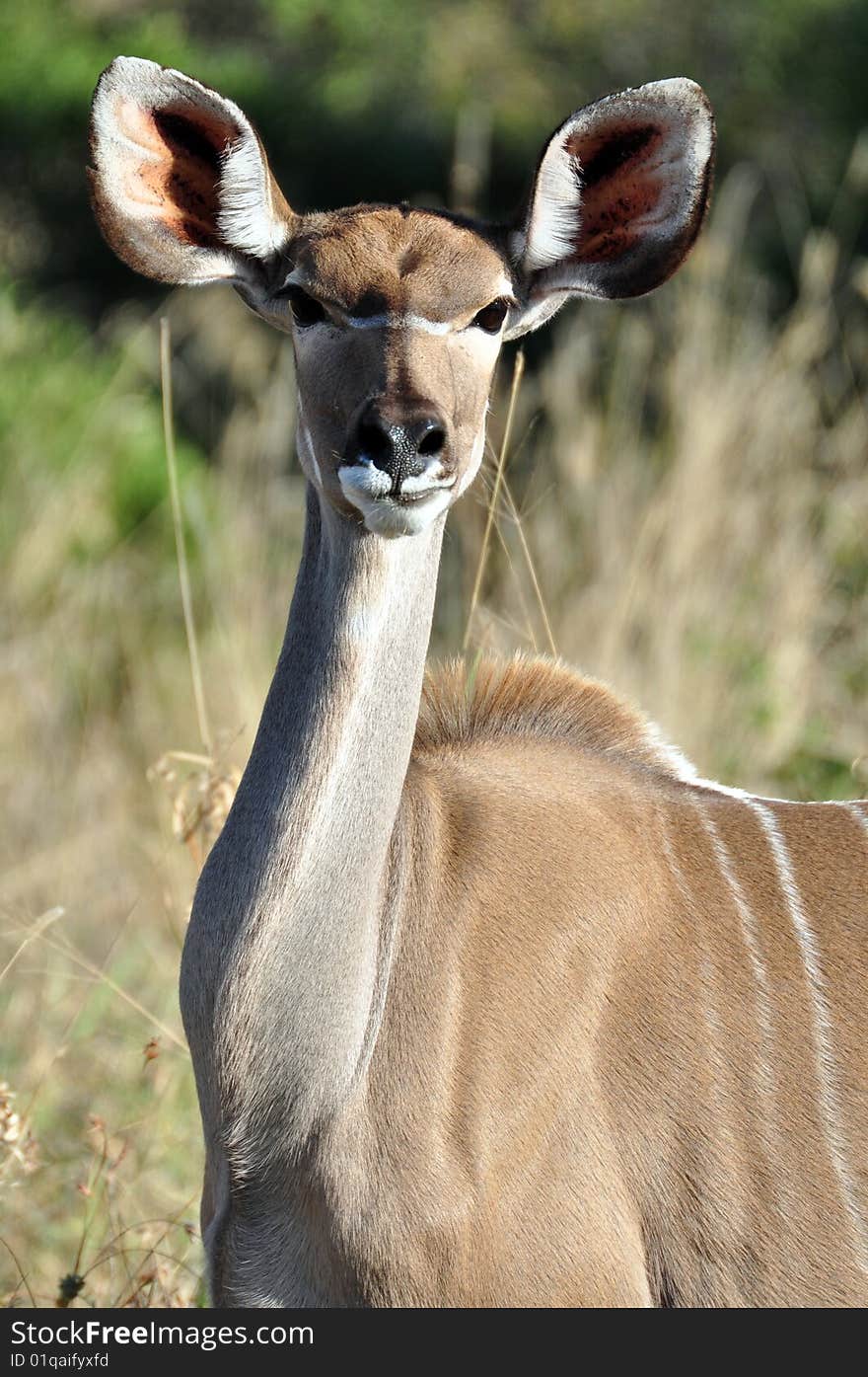 A female kudu portrait, taken in the wild, South Africa.