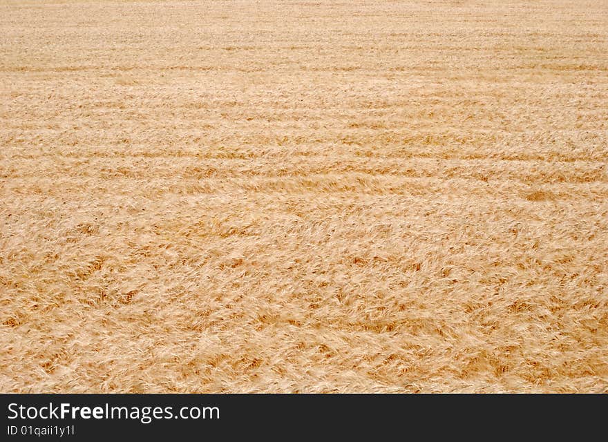 Field of wheat