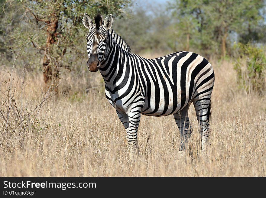 Zebra