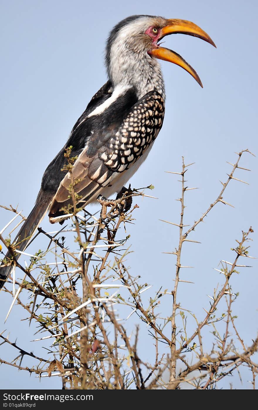 A Southern Yellowbilled Hornbill, photographed in the wild, South Africa.