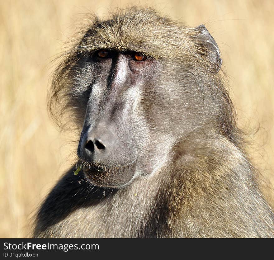 A Chacma Baboon portrait, photographed in the wild, South Africa.