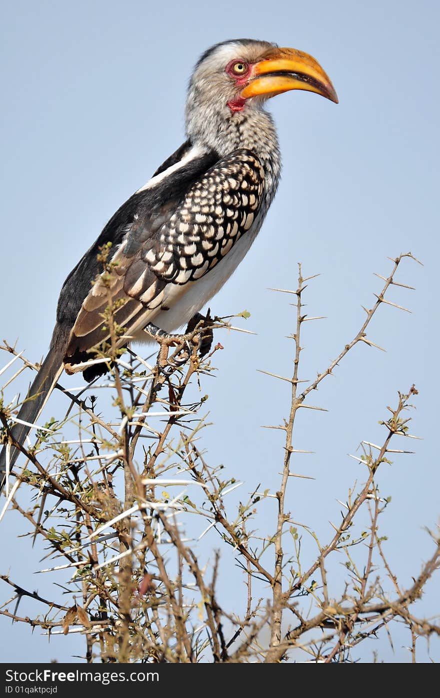 A Southern Yellowbilled Hornbill, photographed in the wild, South Africa.