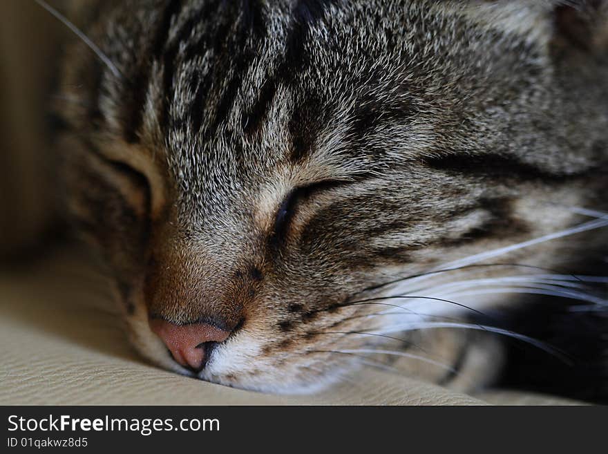 Sleepy cat, resting on a sofa. Sleepy cat, resting on a sofa.