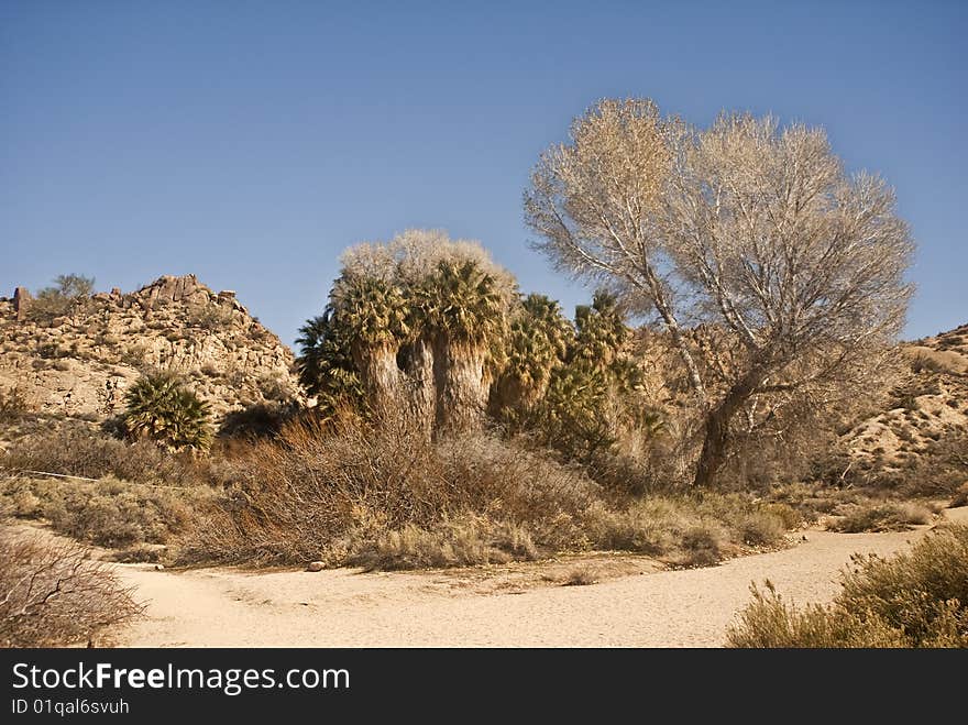 This is a picture of a desert oasis at Joshua Tree National Park