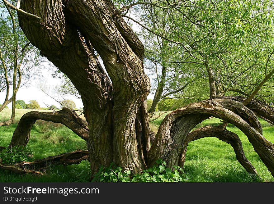 Bent trees