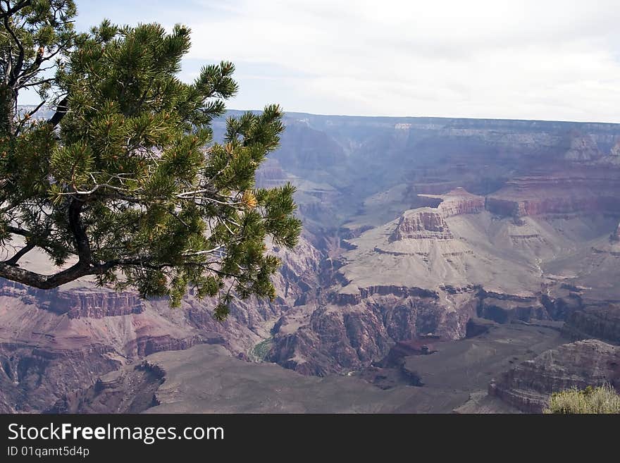 A large tree thrives among the rocks overlooking the one mile deep Grand Canyon at the South Rim in Arizona, USA. A large tree thrives among the rocks overlooking the one mile deep Grand Canyon at the South Rim in Arizona, USA