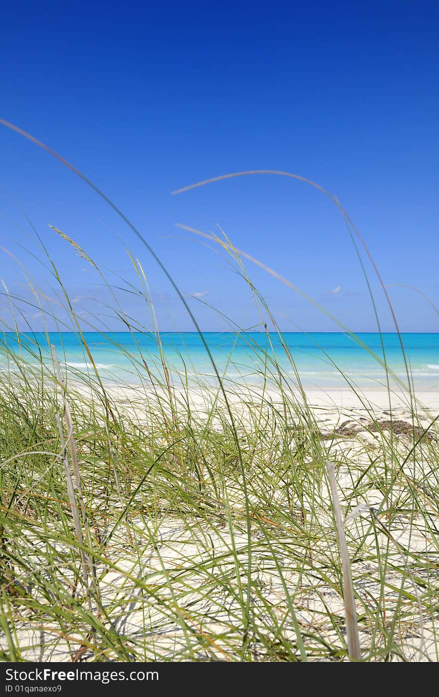 Detail of tropical beach with vegetation