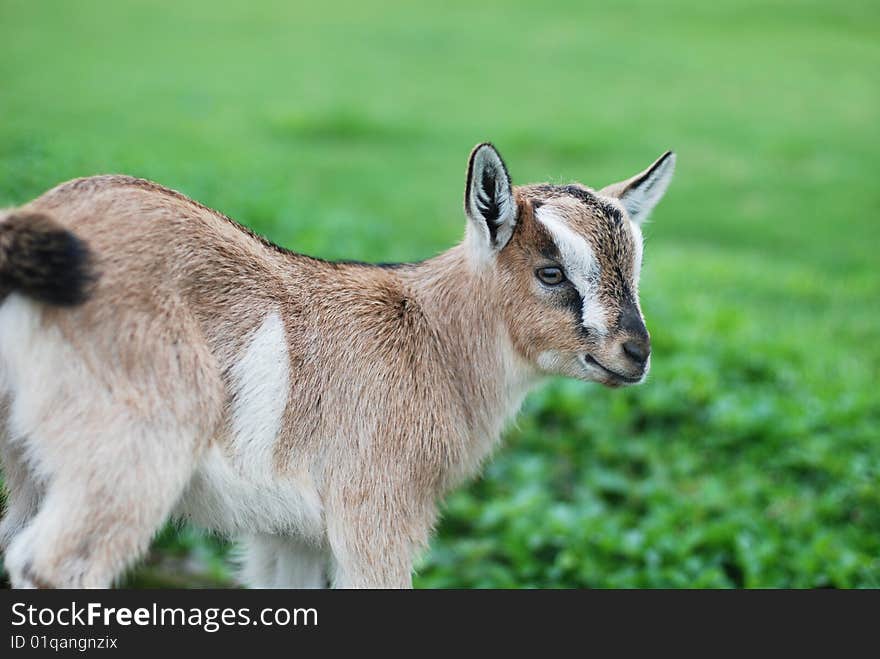 In the green lawn, a small goat in well-to-do swings feigns