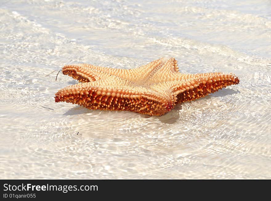 Detail of starfish on tropical cuban beach. Detail of starfish on tropical cuban beach