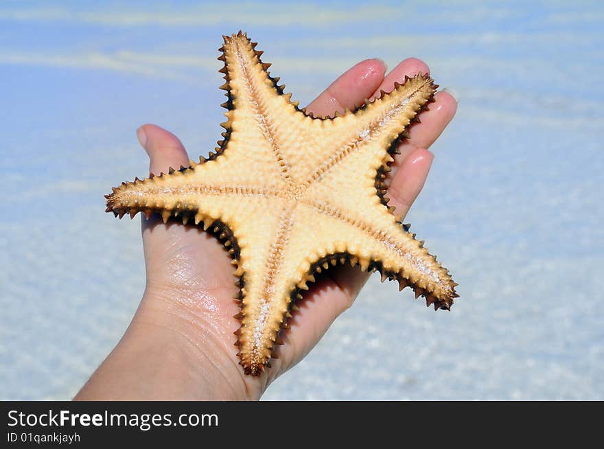 Detail of hand holding starfish on beach background