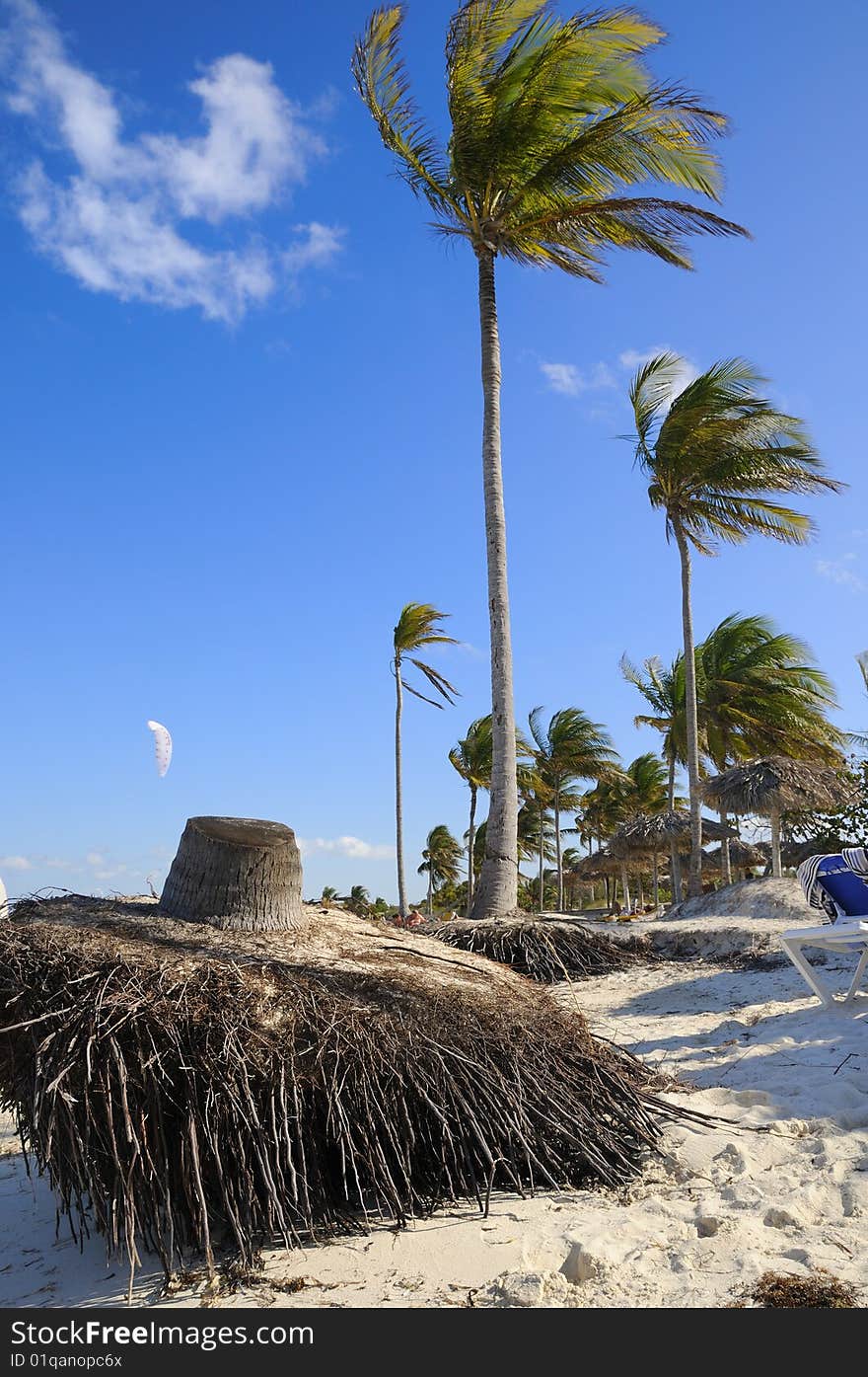 A view of tropical beach with coconut palm trees. A view of tropical beach with coconut palm trees