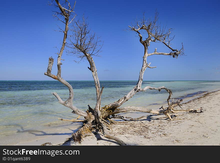 Dead tree trunk on tropical beach - cayo guillermo, cuba