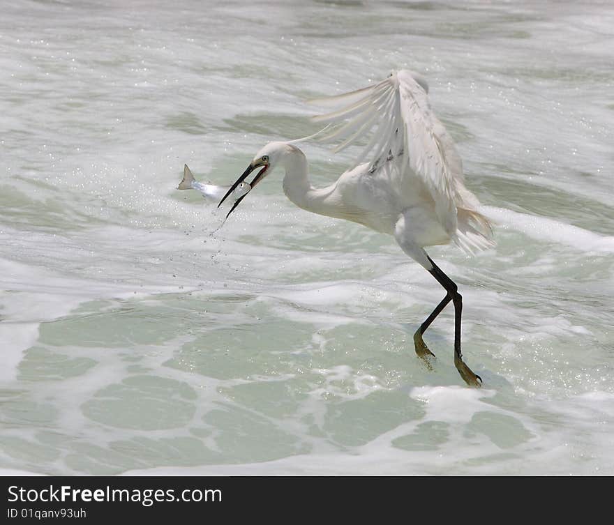 Egret hunting fish