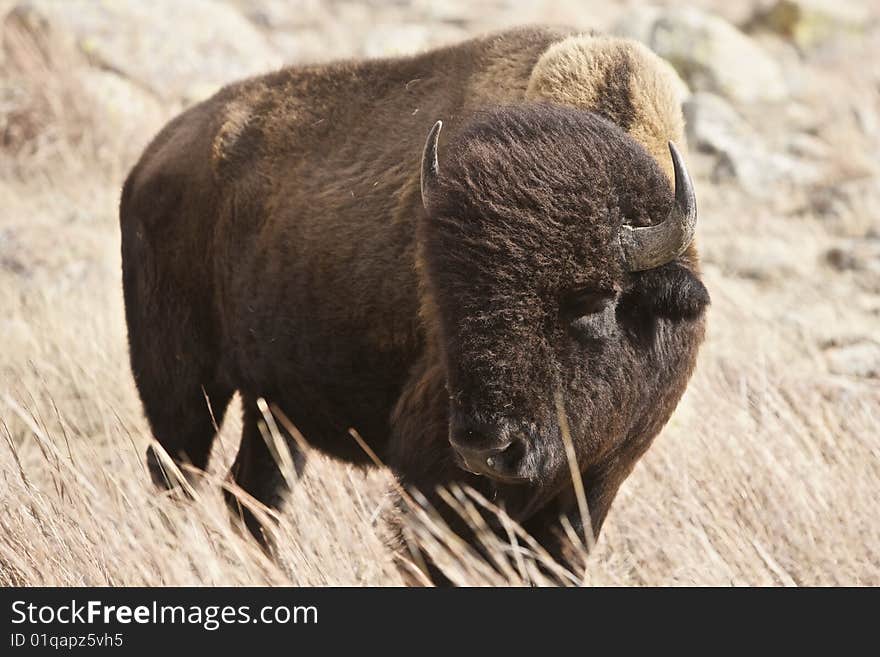 Buffalo Bull