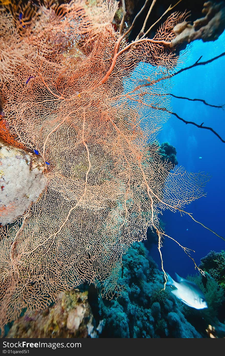 Ocean, sun and seafan taken in the red sea.