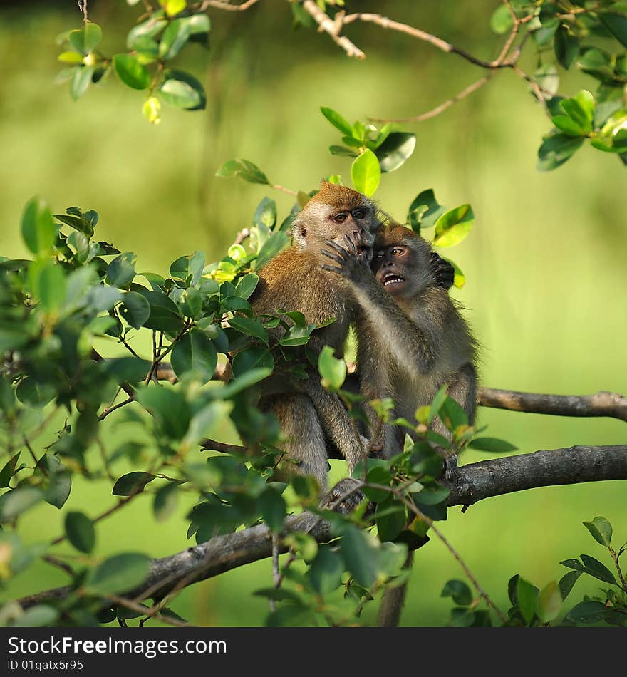 Two monkeys are playing on a tree branch, seemingly like a couple. Two monkeys are playing on a tree branch, seemingly like a couple.