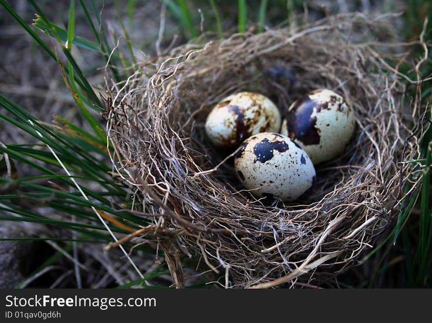 Eggs in nest made of straw