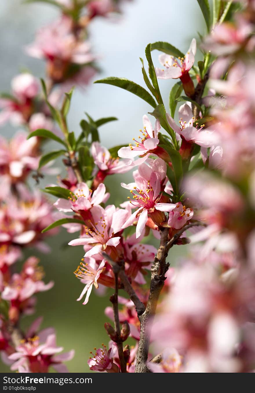 Pink almond