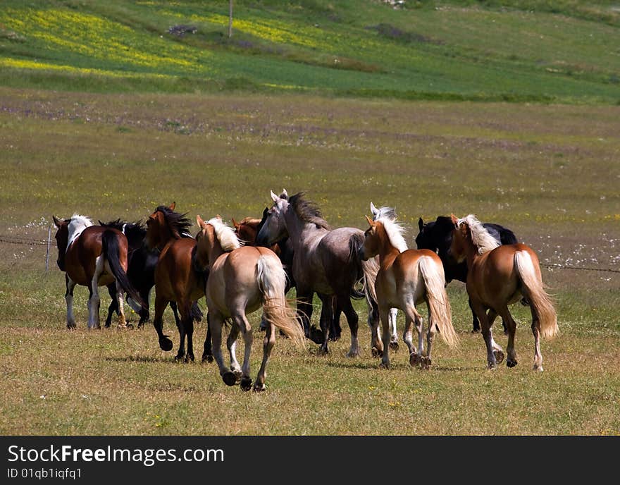 Photo of wild horses running free in the plain