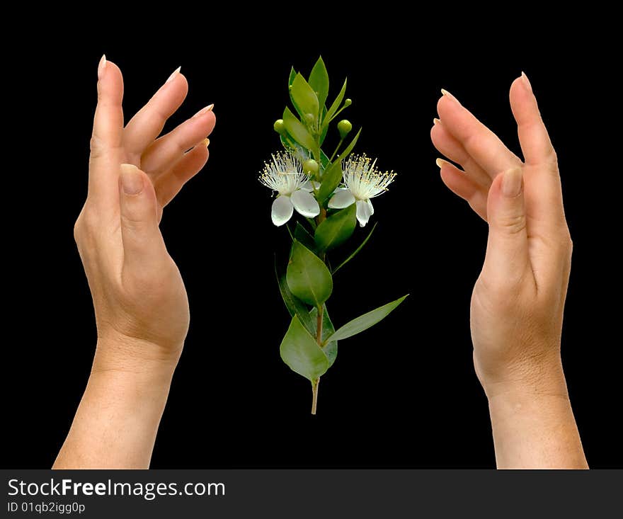 Hands and flower isolated on black background