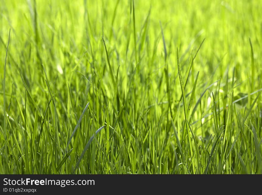 Field of fresh green grass