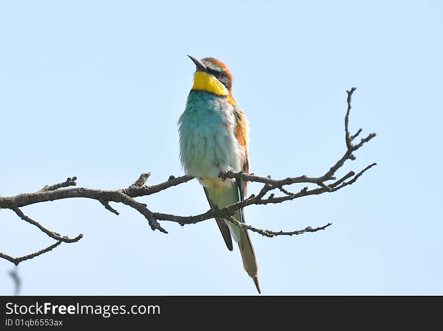 Rare bee-eaters in unique bird area Velke Pavlovice, Czech republic. Rare bee-eaters in unique bird area Velke Pavlovice, Czech republic.