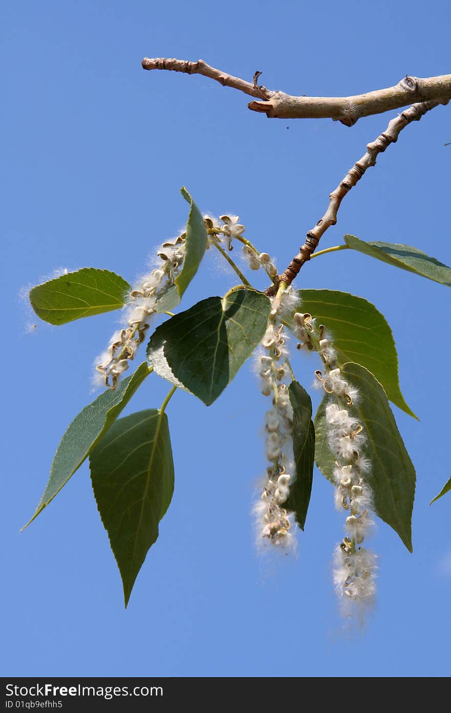 Branch Of A Poplar With Leaves And Down