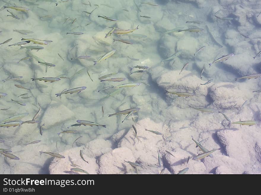 Shoal of trout in the water