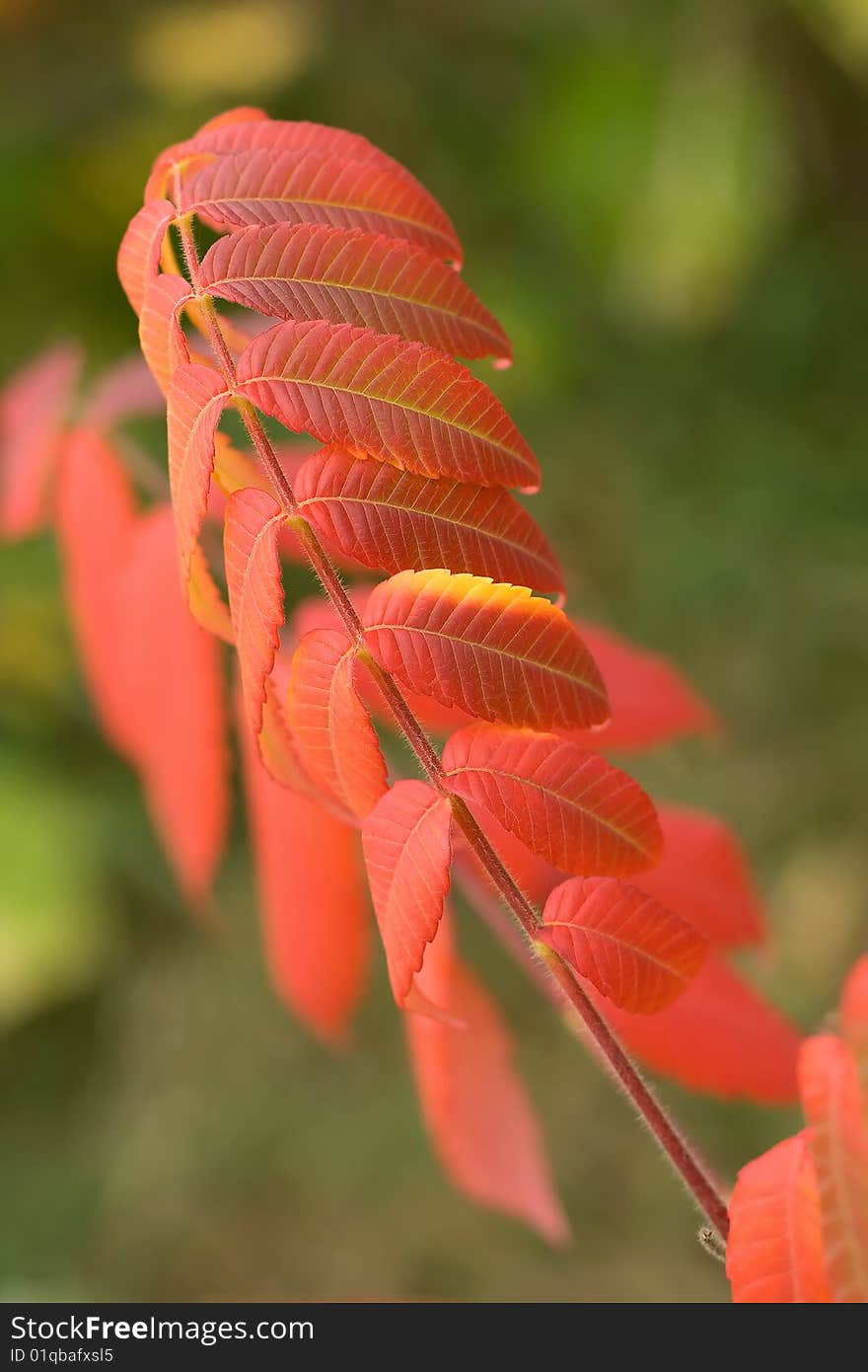 Colorful Autumn Leaves