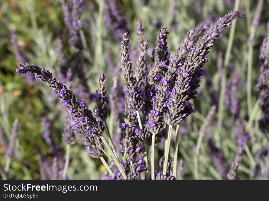 Collecting lavender from a field