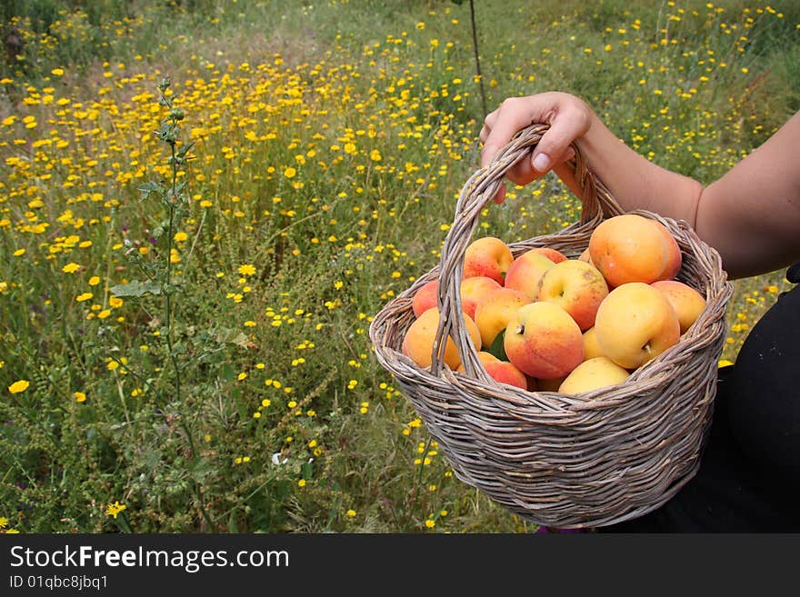 Picking apricots