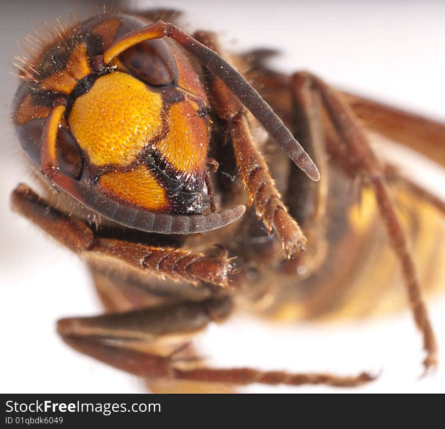 Wasp macro image