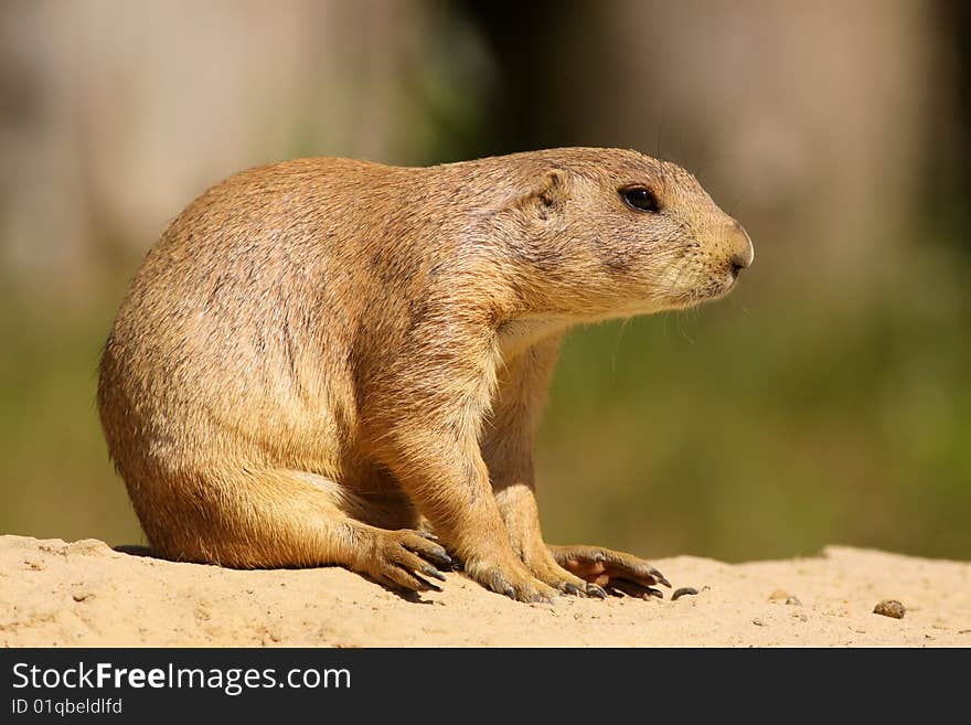 Animals: Cute Prairie dog sitting in the sand